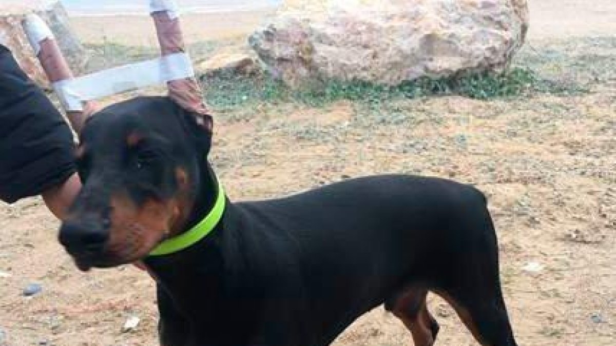 Denunciado un vecino de Salou por tener cuatro perros con las orejas mutiladas