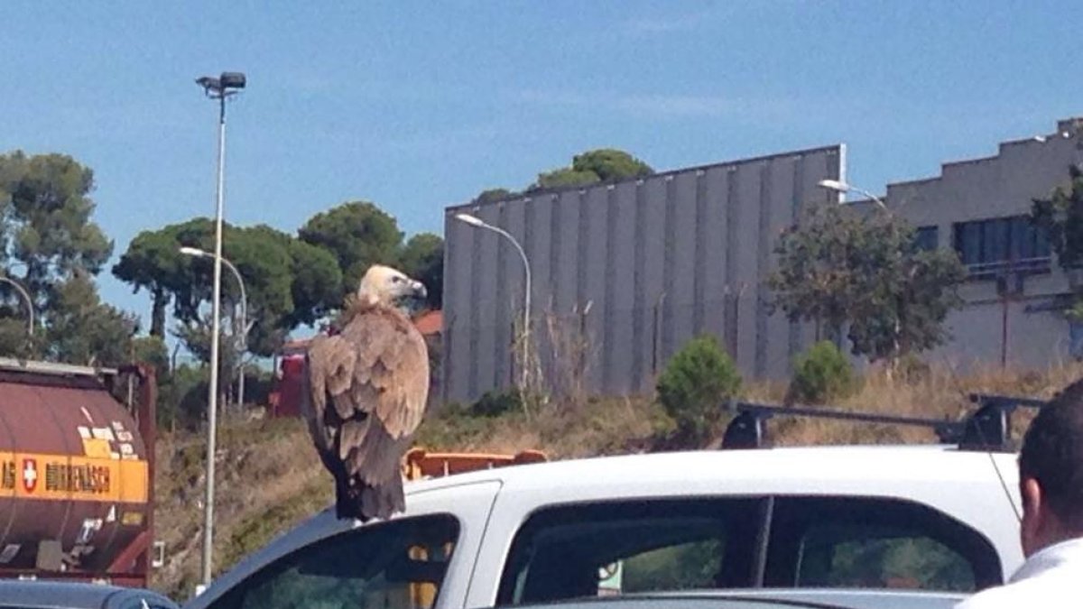 Aparece un buitre desorientado en el polígono Riu Clar de Tarragona
