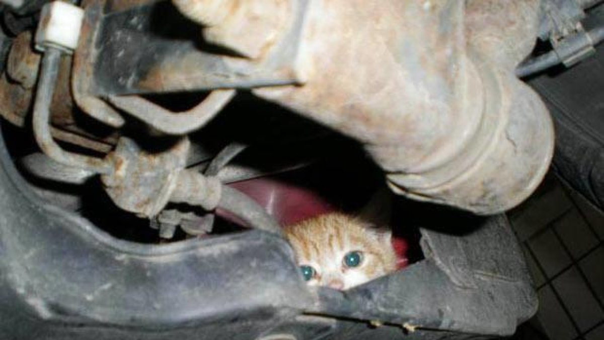 Donar cops al capó del cotxe pot salvar la vida als gats