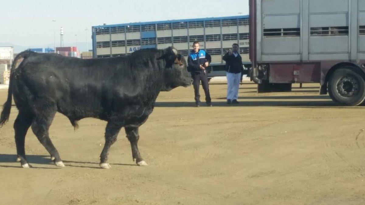 Un toro campa lliure pel Port de Tarragona durant una hora