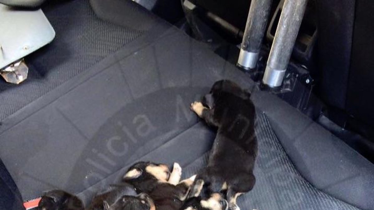La policia salva a 8 cadells de gos