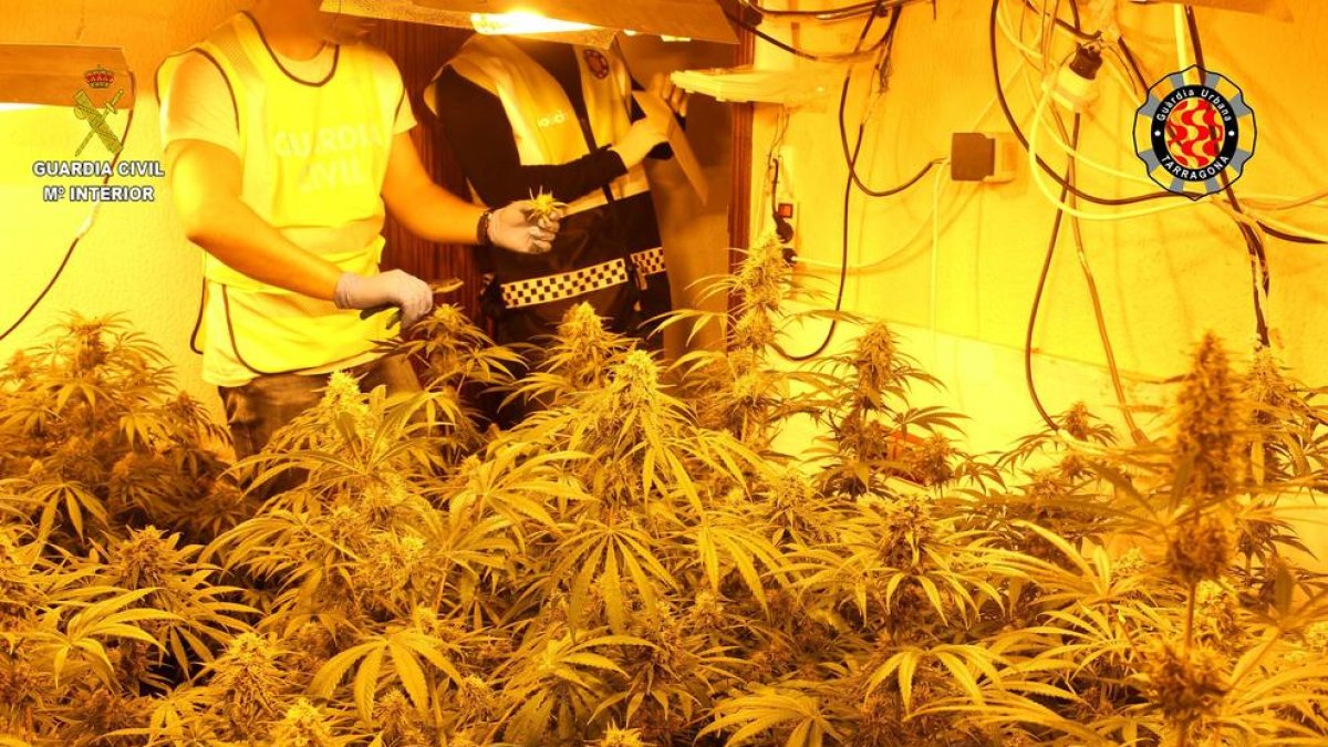 Desmantellen dues plantacions de marihuana a Bonavista i Campclar