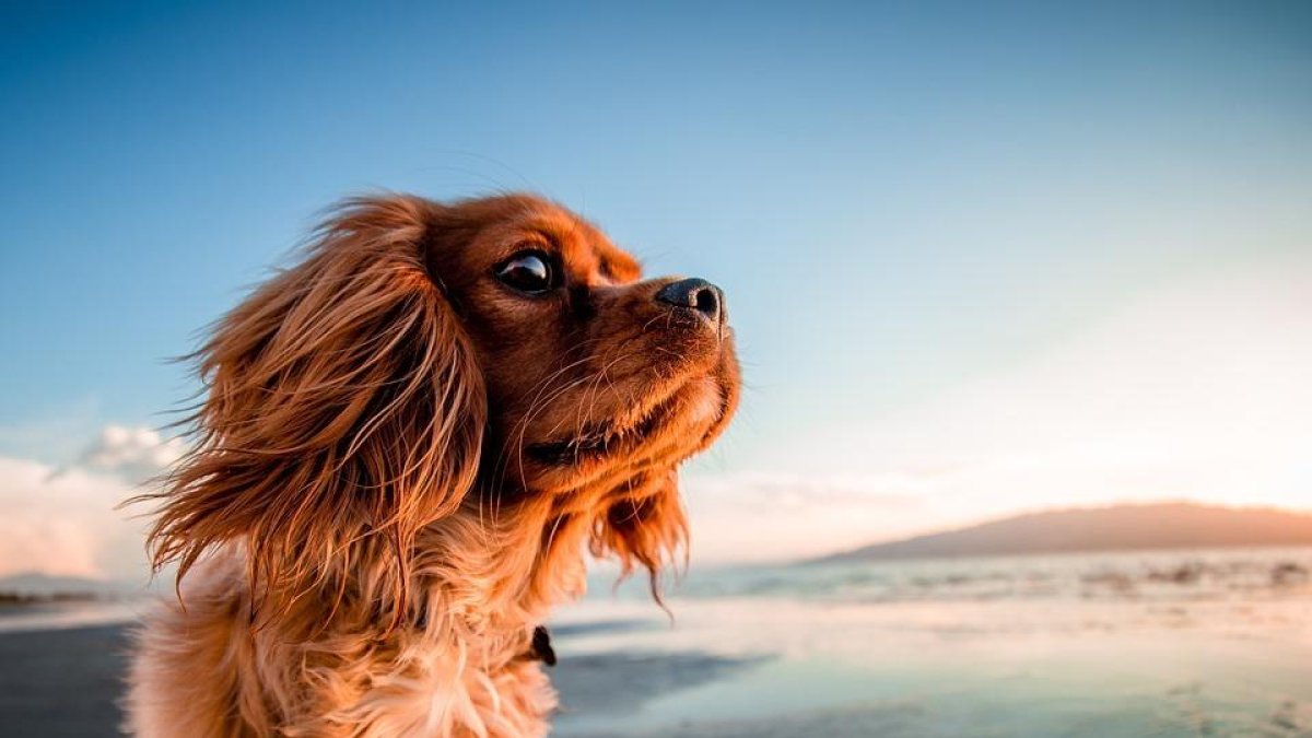 Cinco playas para ir con tu perro al Camp de Tarragona