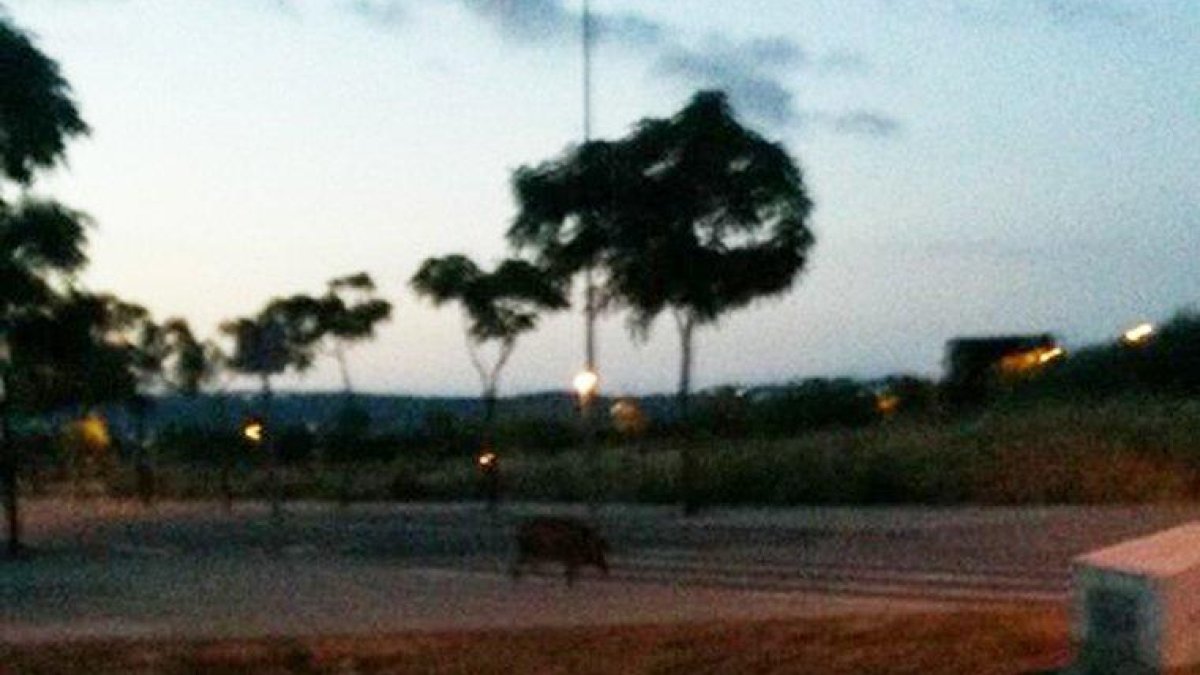Tres porcs senglars es passegen per Constantí