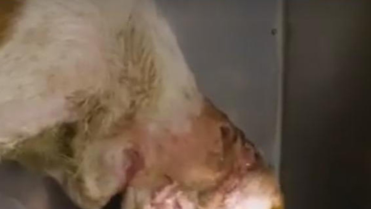 Un ajuntament lleidetà paga la recuperació d'un gos maltractat