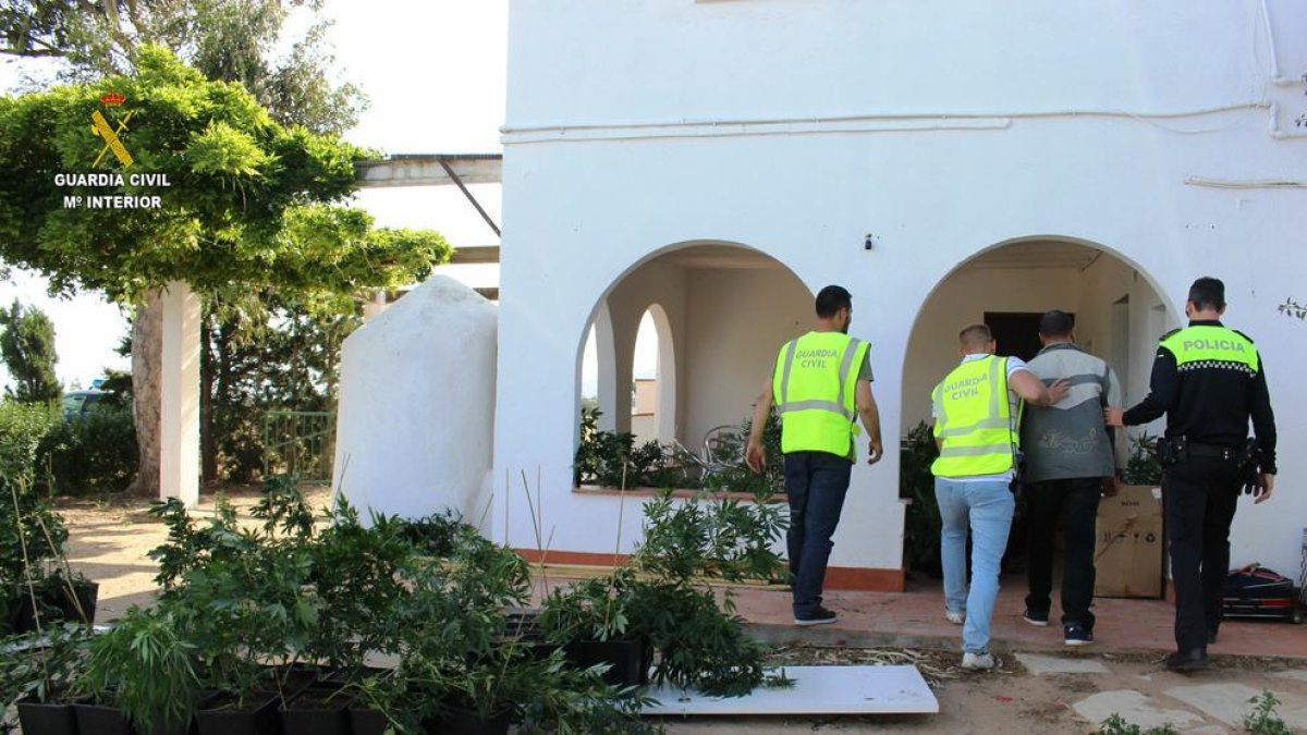 Un robatori entre bandes precipita el desmantellament d'una plantació de marihuana a Mont-roig