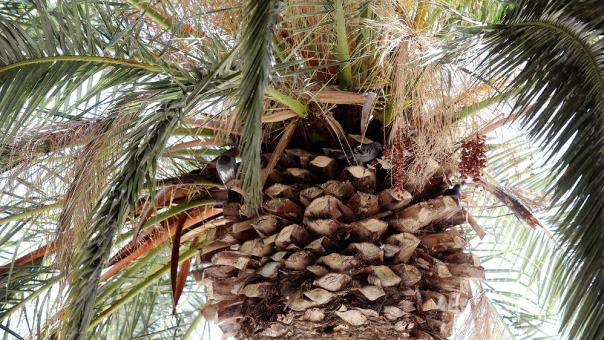 Las palmeras de la plaza de los Niños tienen nidos de ratas de campo en las copas