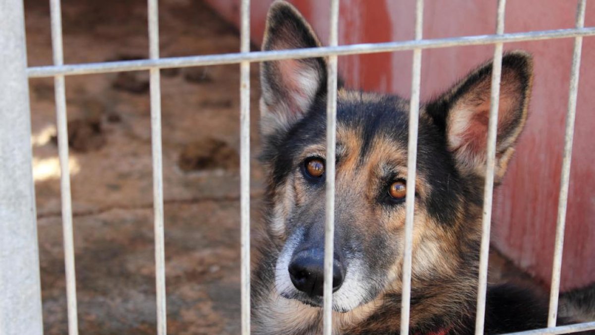 La CUP de Reus demana que es faci un control tècnic i periòdic de la gossera