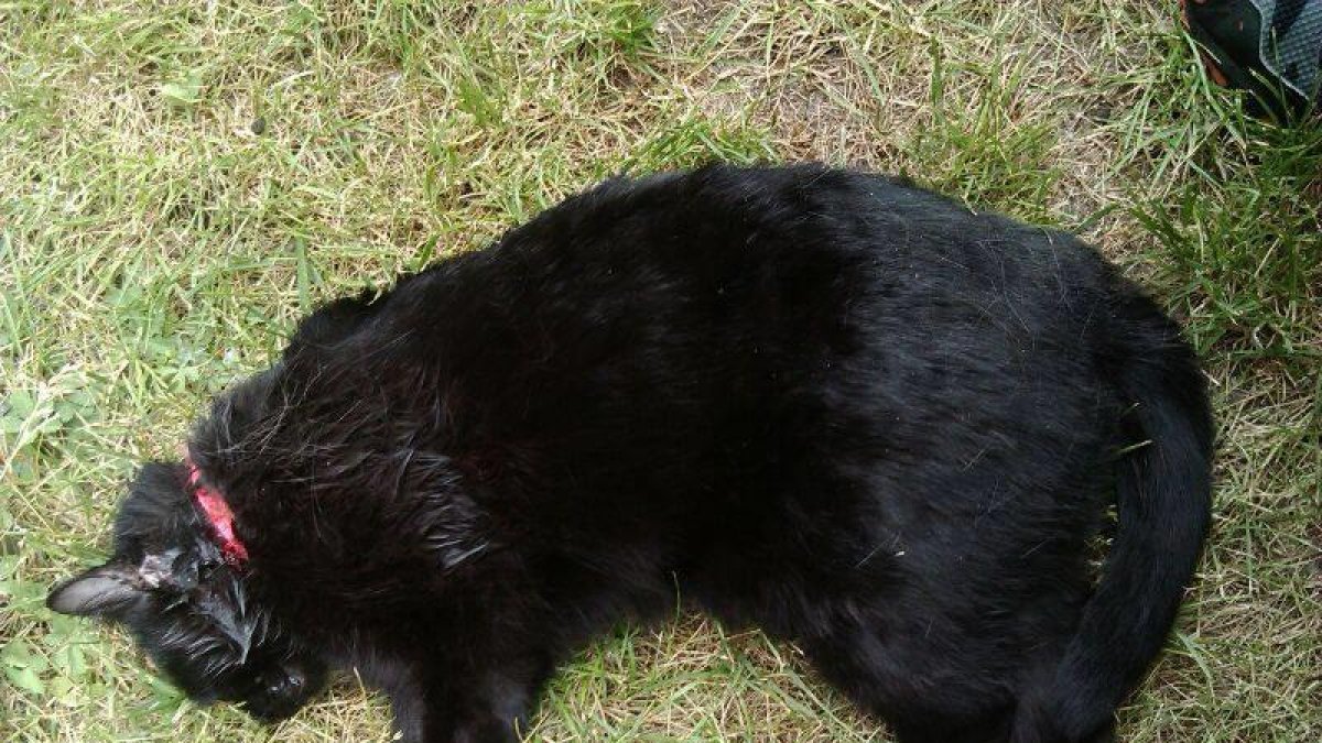 Tres mesos de presó i 2.000 € de multa per matar la gata d'un veí