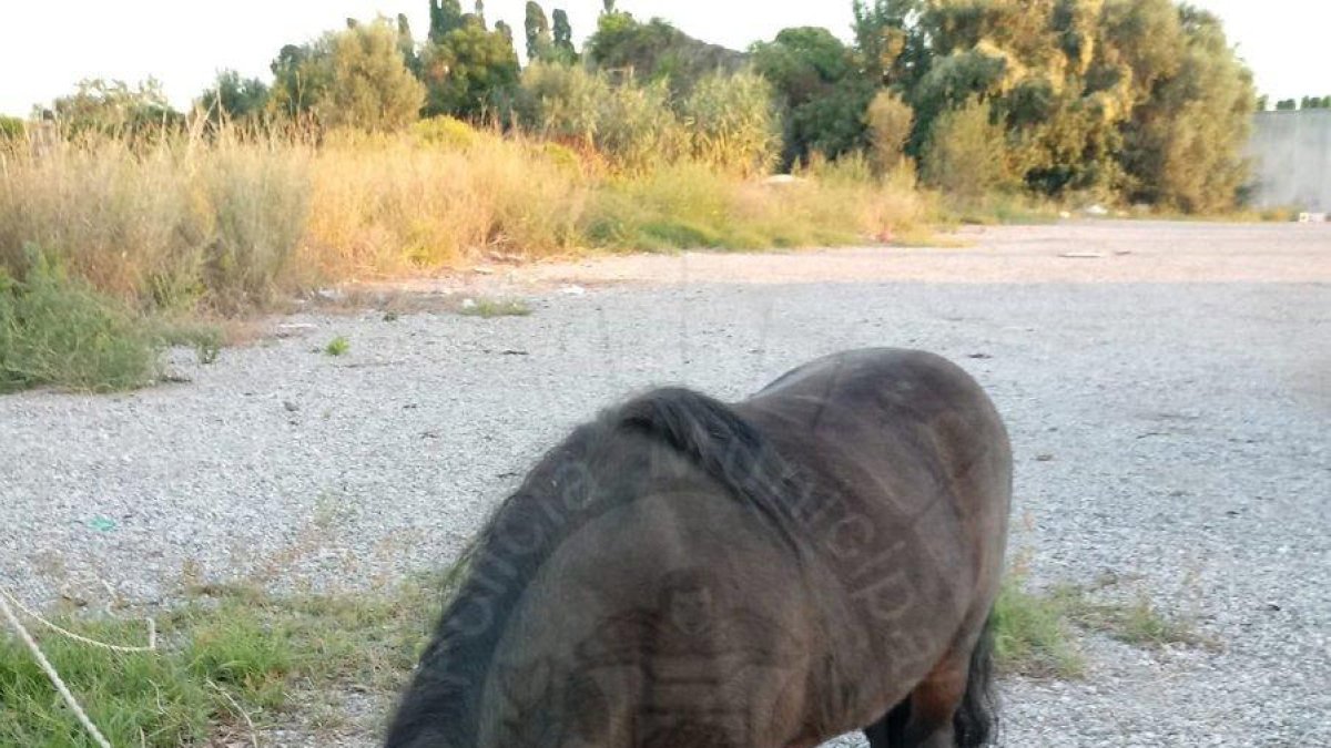 Troben un poni i una ovella al Vendrell i aconsegueixen retornar-los als seus propietaris