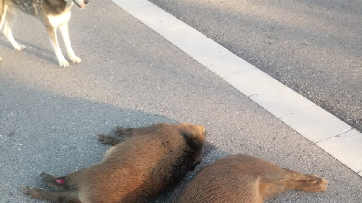 Troben dos porcs senglars morts a la zona del polígon Tecnoparc