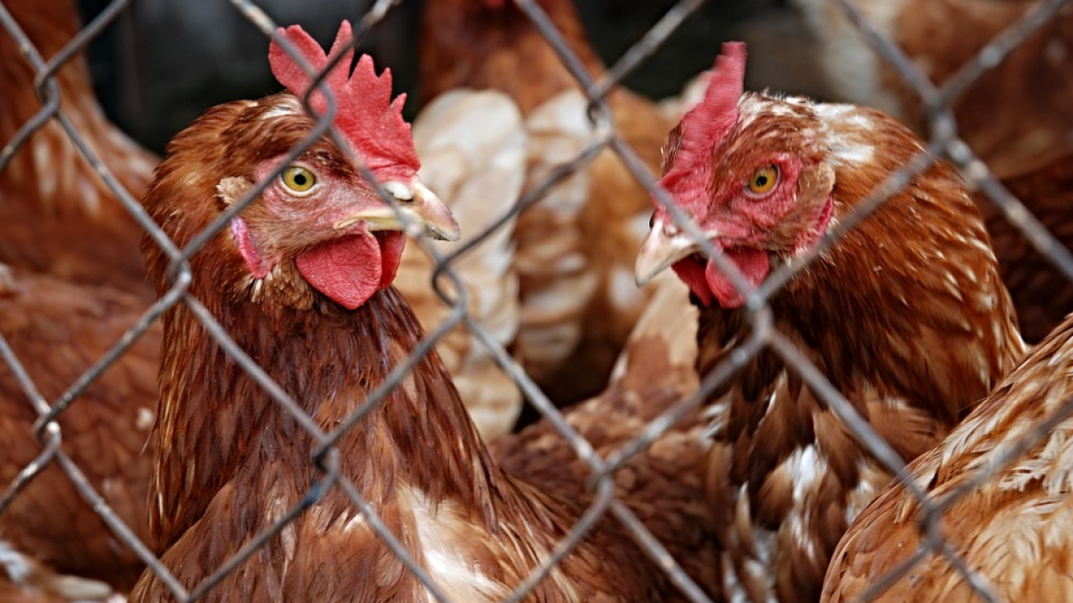 UP reclama que los campesinos puedan vender directamente leche cruda, aves de corral y conejos