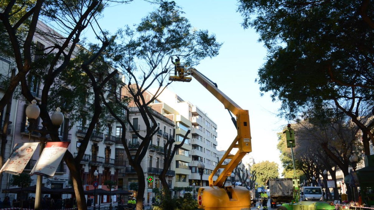 Poden els arbres de la Rambla Nova per evitar que les branques caiguin a terra