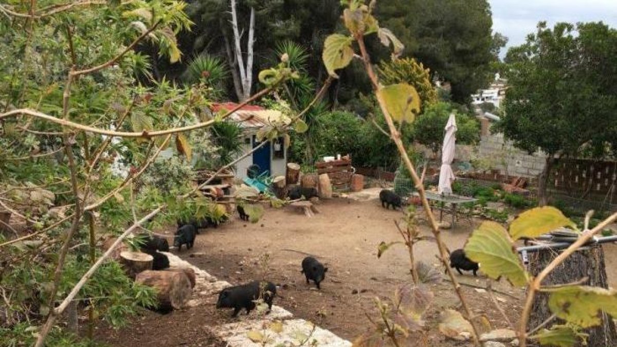 Porcs vietnamites busquen padrins