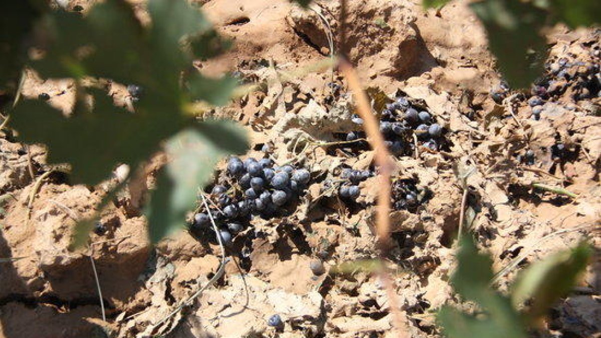 El peritatge de la pedregada certifica danys d'entre el 80 i 90%