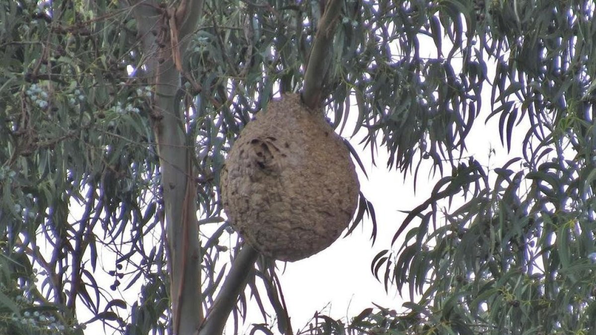 Detectados por primera vez nidos de avispa asiática en la demarcación de Tarragona