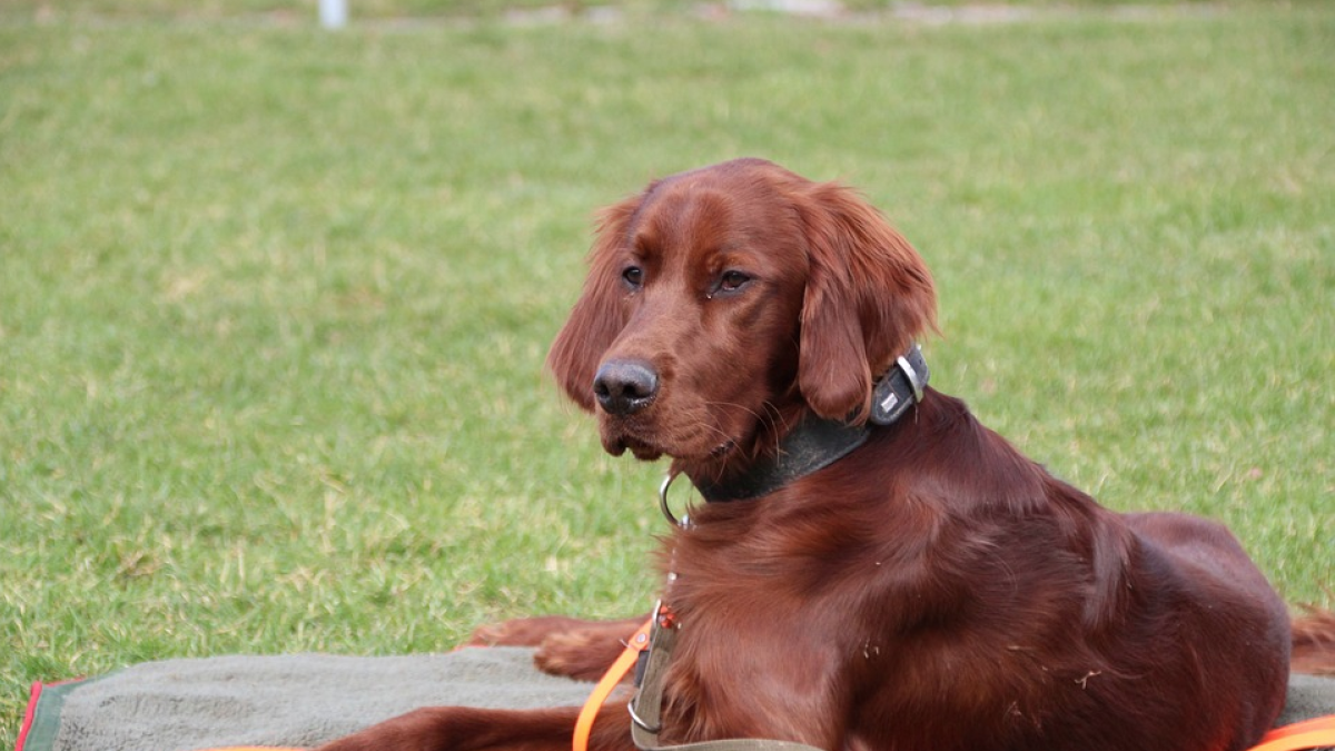 Avui entra en vigor la prohibició de tallar la cua i les orelles a les mascotes