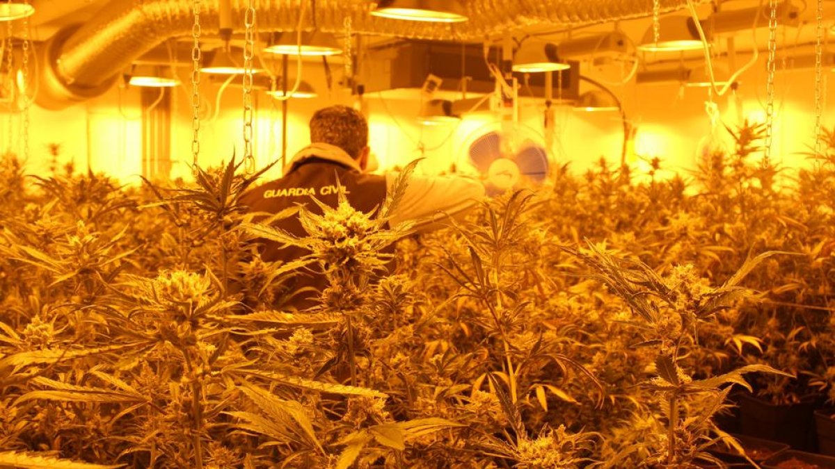 Requisen més de 300 plantes de marihuana al Vendrell