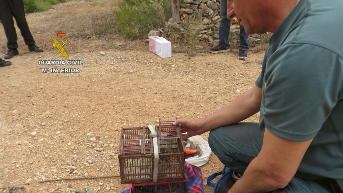 Denuncian a tres vecinos de Campo Claro por capturar jilgueros para la venta ilegal