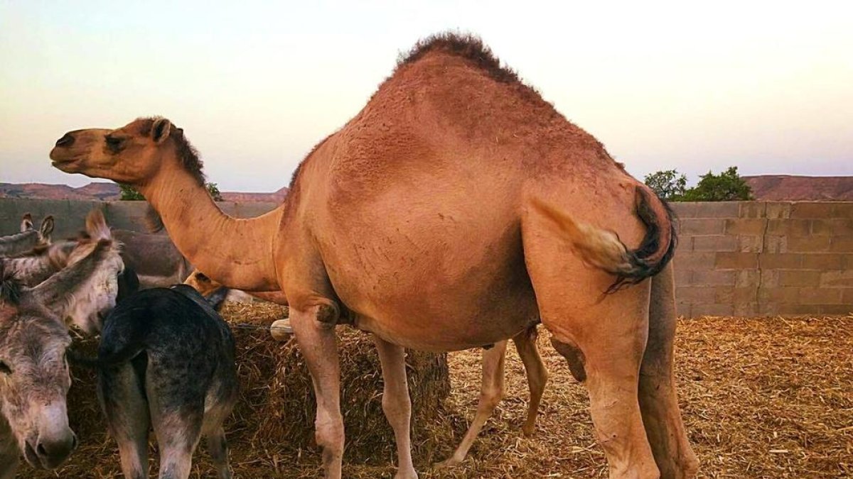 Les tifes d'un camell decidiran un sorteig a la Fatarella