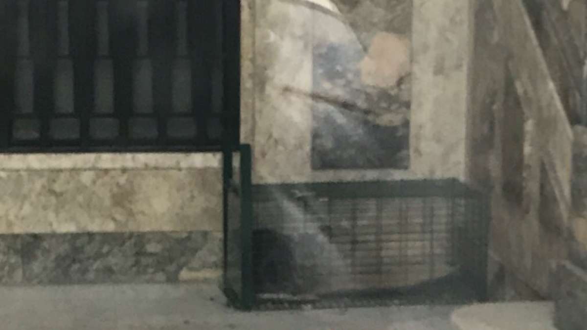 Una gata atrapada en una gàbia durant més de 48 hores a l'Interior del Banc d'Espanya