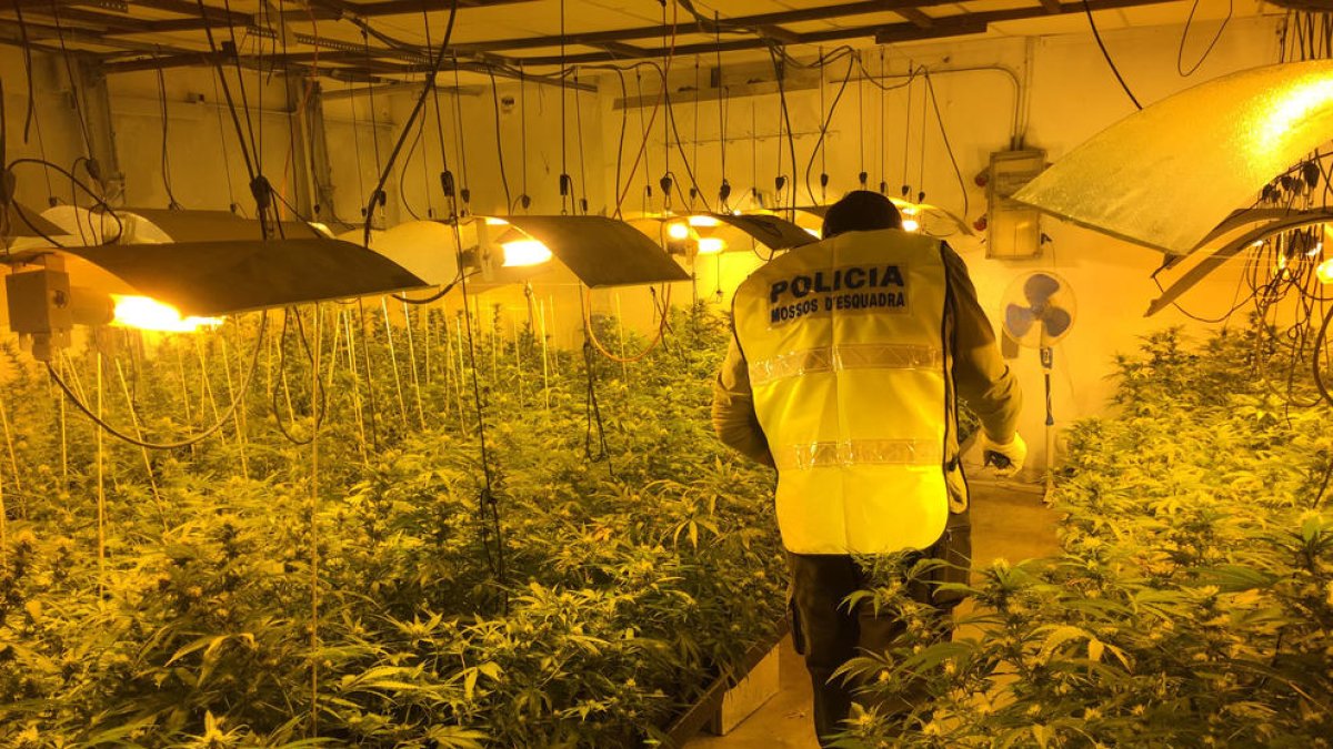 Denuncian la falta de material de los Mossos por manipular el cannabis
