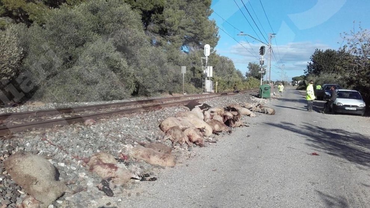 Un tren atropella un ramat d'ovelles entre Cambrils i Mont-roig del Camp