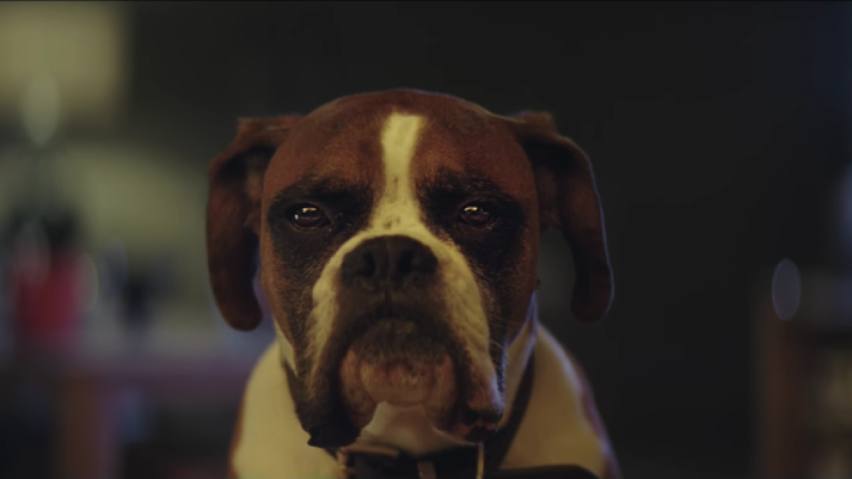 Buster, el gos més famós d'aquest Nadal