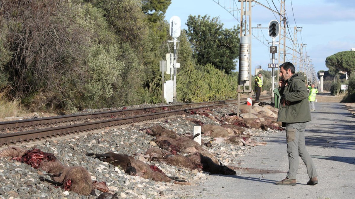 Renfe denunciarà el responsable dels retards per l'atropellament d'un ramat
