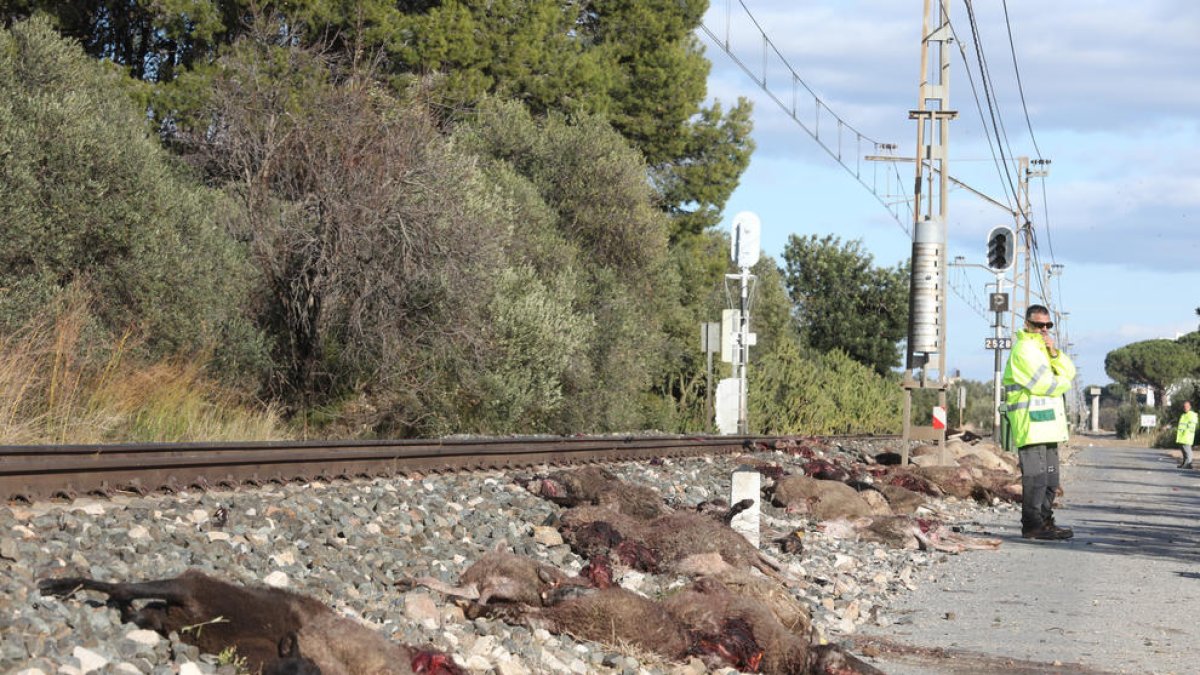 Dones ramaderes catalanes denuncien les dificultats per practicar la transhumància