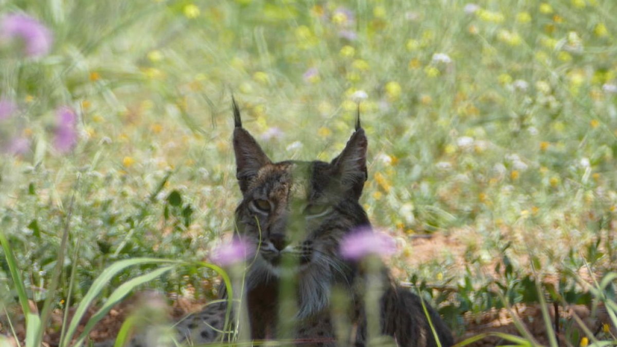 Detectan la presencia de un lince ibérico en el área metropolitana de Barcelona