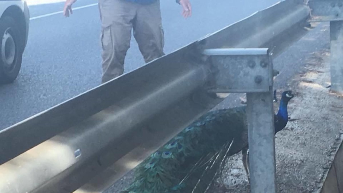 Rescatan un pavo en medio de la carretera que se había fugado del Parc Samà