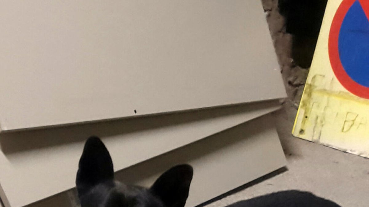 Guàrdia Urbana, Montblanc, animal, Policia Local, recollida, abandonat, comissaria, gos, custòdia, protectora, agent, gossera