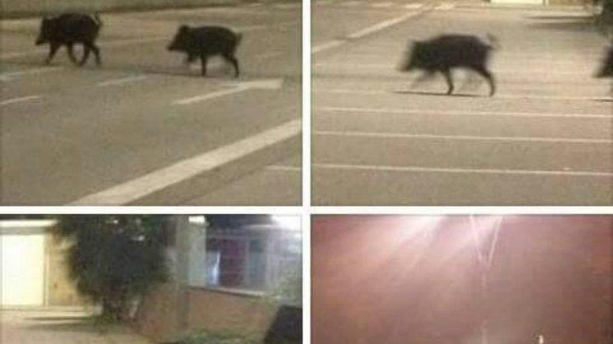 La policia de Calafell avisa de l'aparició de porcs senglars al port