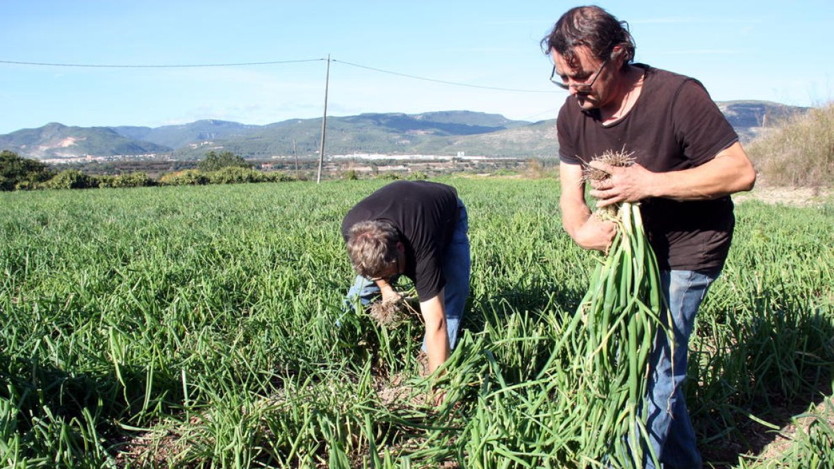 Valls arrenca el primer calçot de la IGP en una temporada en què es vol superar els 12 milions
