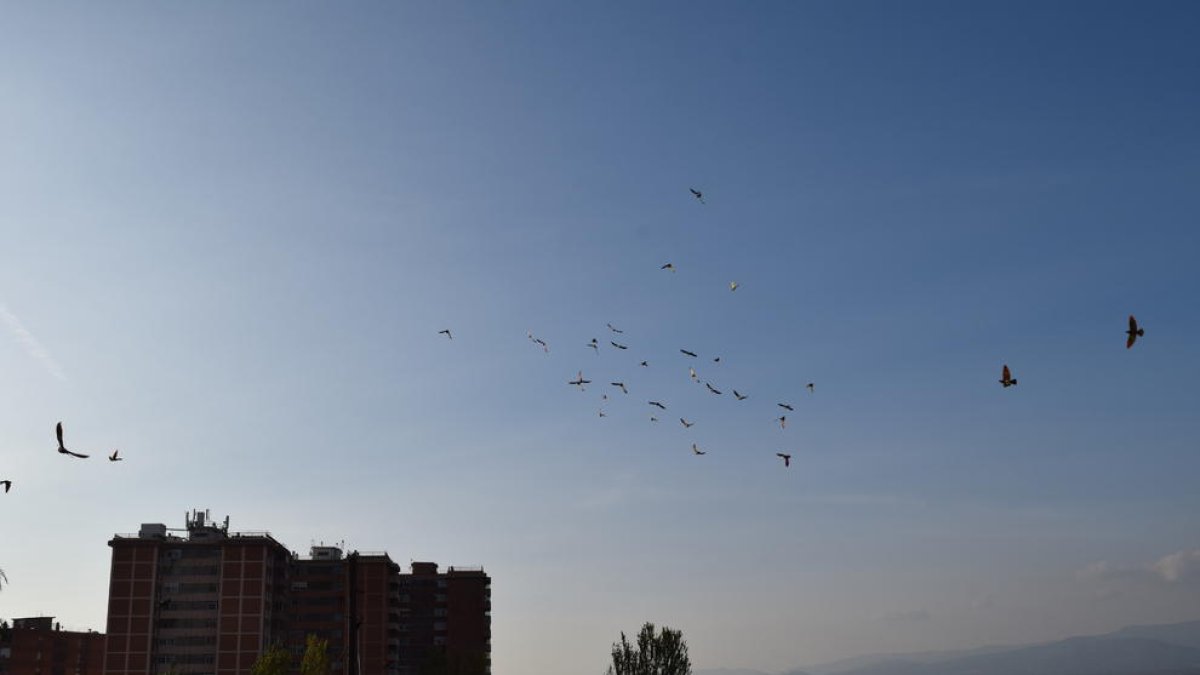 Els coloms esportius ocupen el cel tarragoní