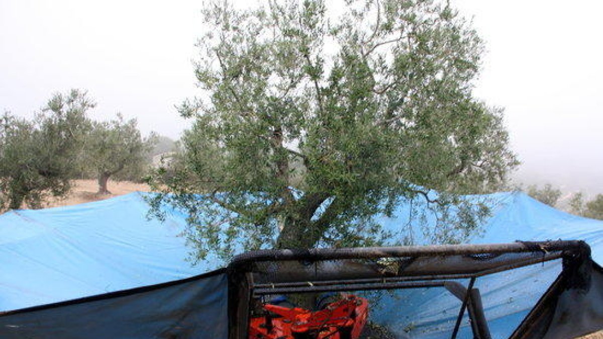 Las últimas lluvias en las Tierras del Ebro mejoran ligeramente la previsión de cosecha de oliva