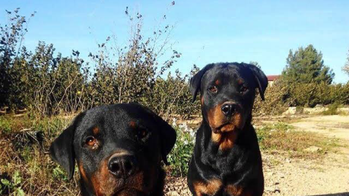 Una parella de rottweilers perduts