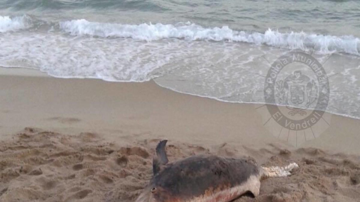 Encuentran un delfín muerto en la playa de Coma-ruga