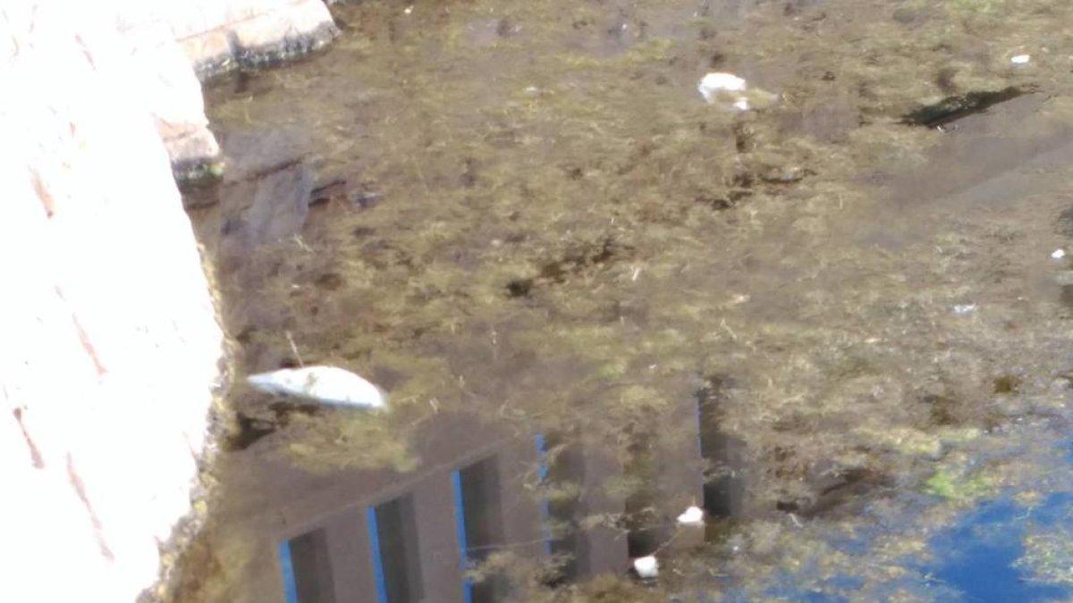 Vecinos de Coma-ruga, en contra del concurso de pesca infantil en el estanque