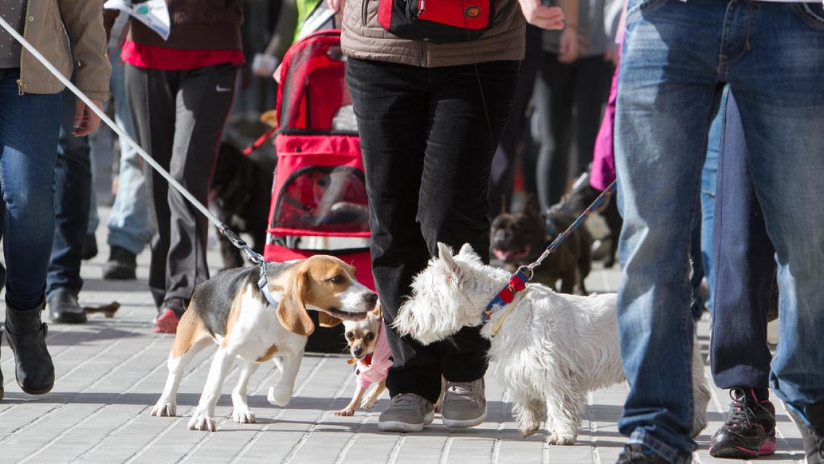 El servei comarcal de recollida d'animals costarà 58.000 euros l'any