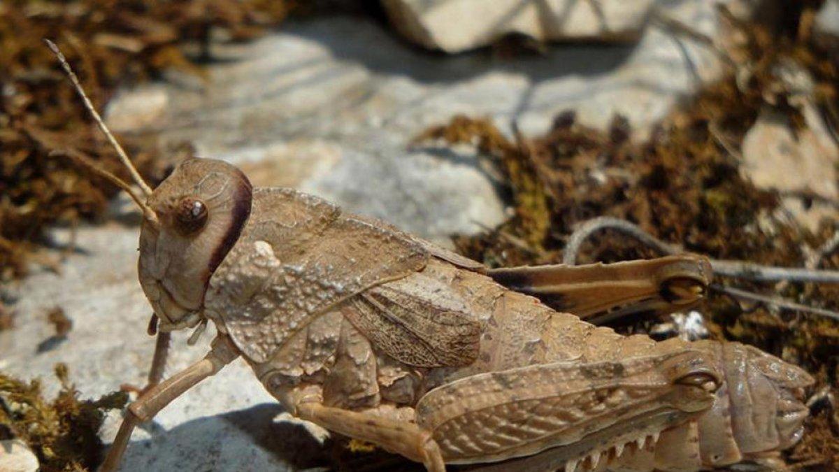 Alt Camp, insecte, llagost-pedra, Anoia, Penedès, Plana d'Ancosa