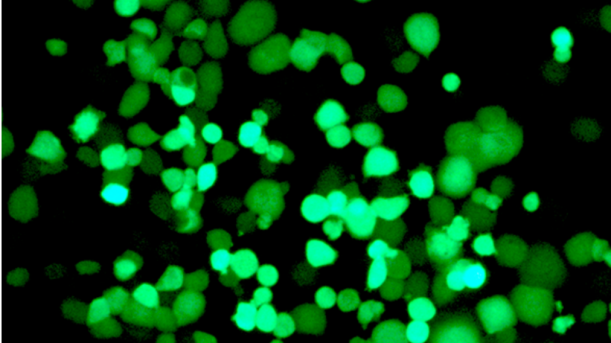 Aconsegueixen crear virus que ataquen de forma selectiva a les cèl·lules tumorals