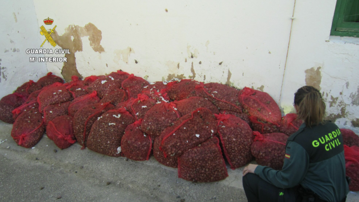 Intervenen més de 800 quilos de cargols no aptes per al consum humà