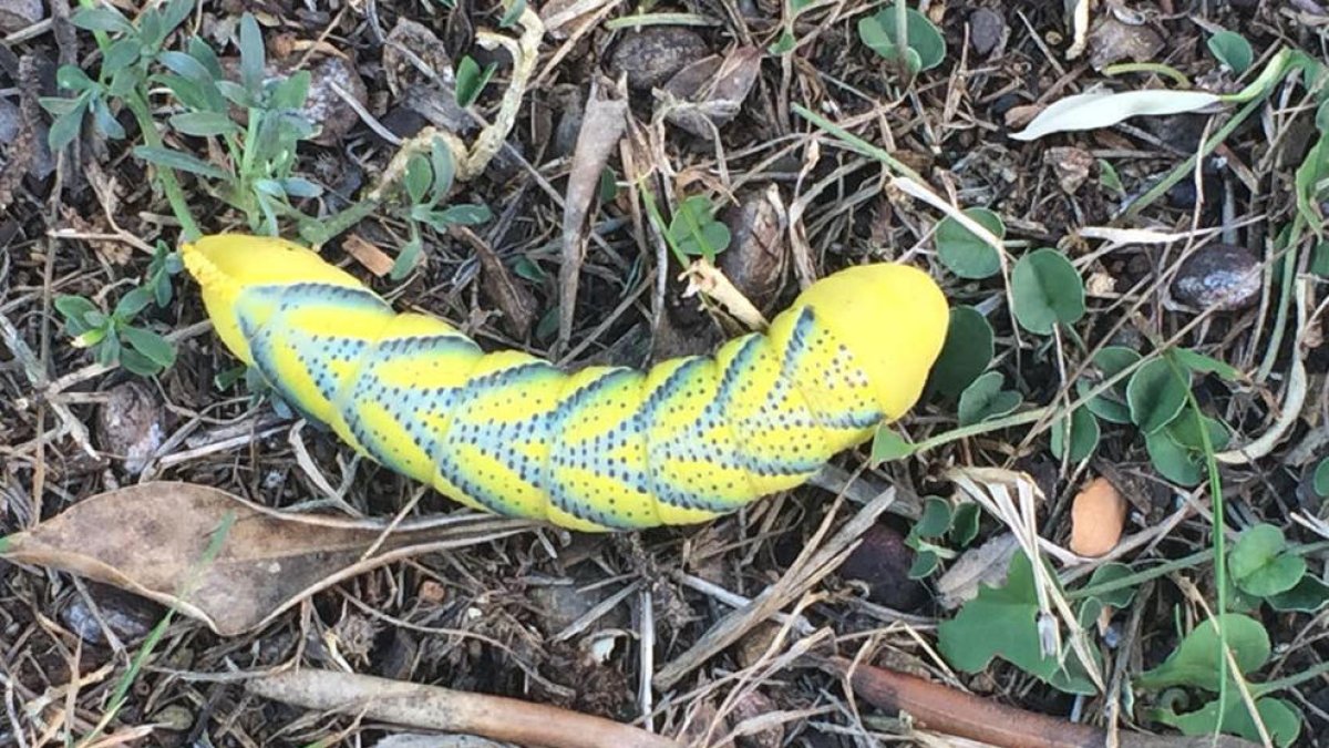 La Mariposa de la Muerte se deja ver por la zona de Llevant de Tarragona