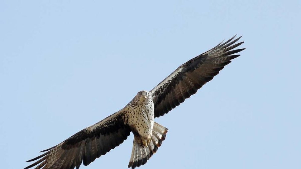 Augmenten els punts de suport a Tarragona d'una àliga molt amenaçada