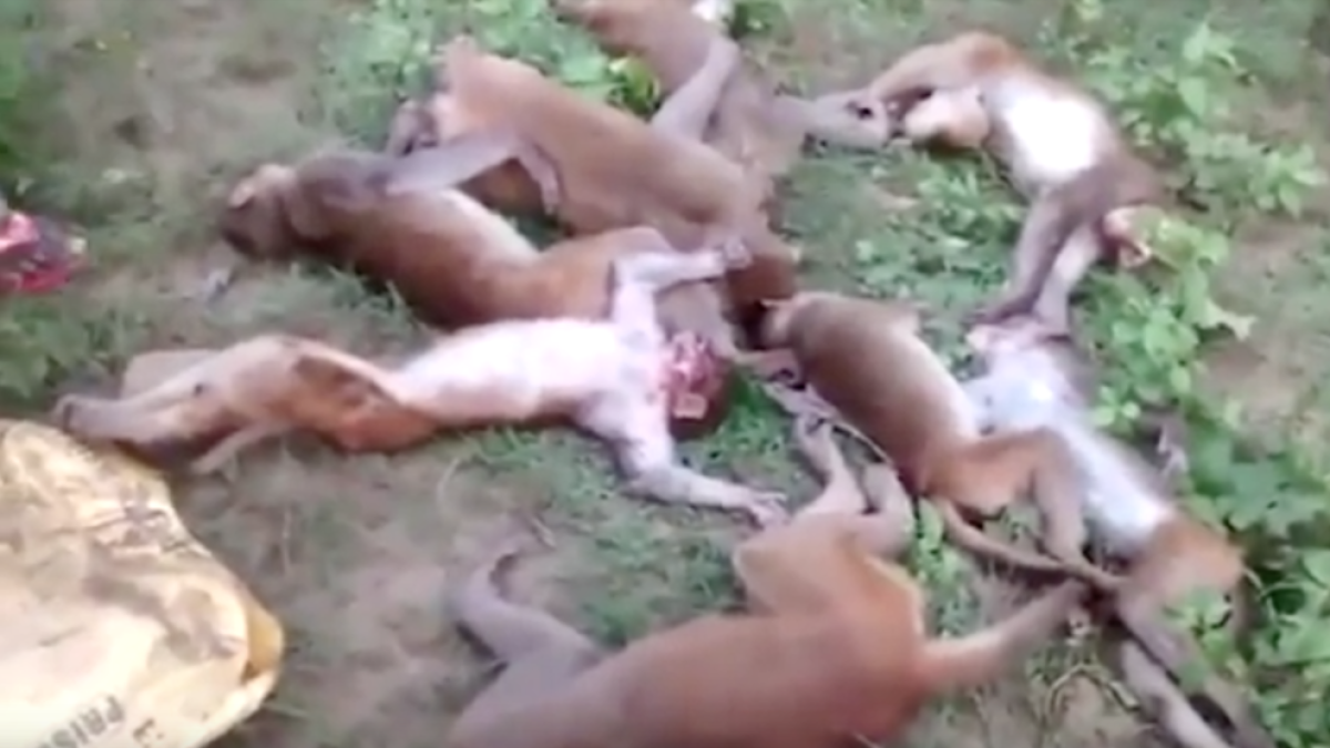 Troben morts 12 simis que havien patit un atac de cor simultani