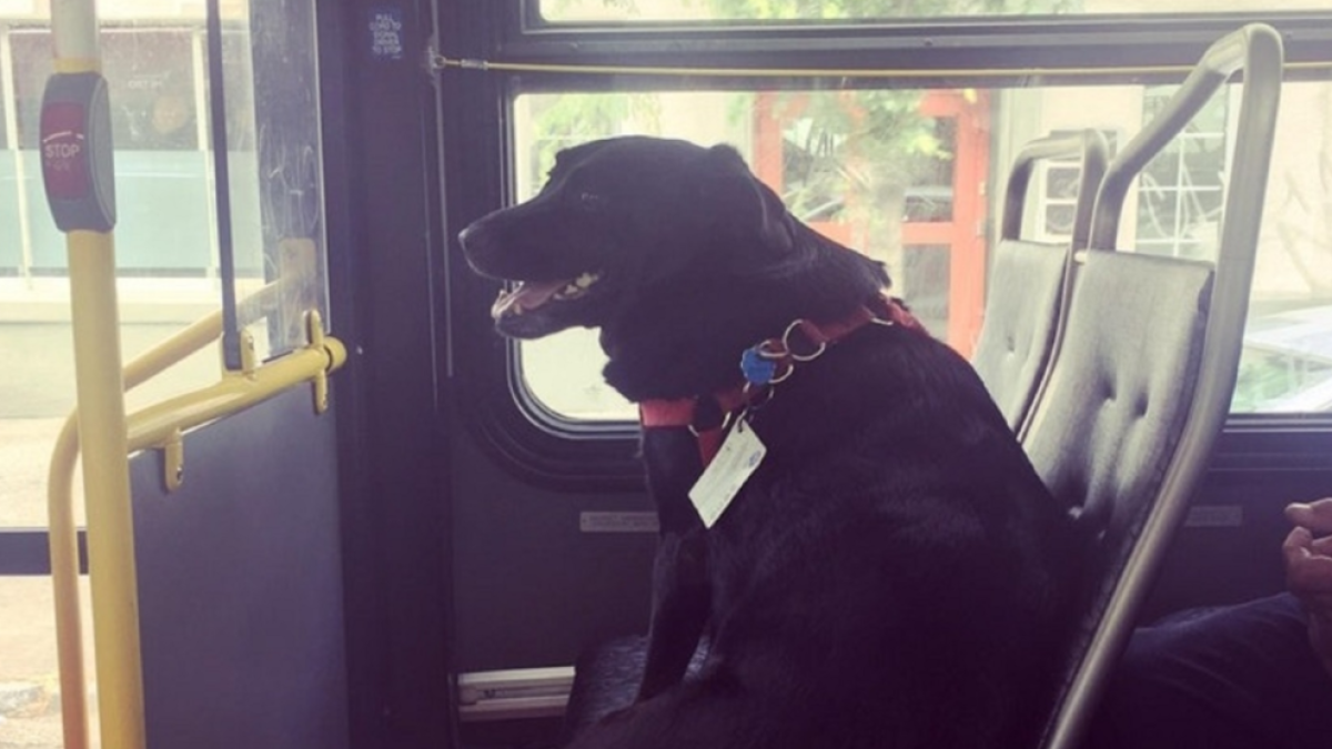 Es viralitza la història d'un gos que cada dia agafa l'autobús per anar a jugar al parc