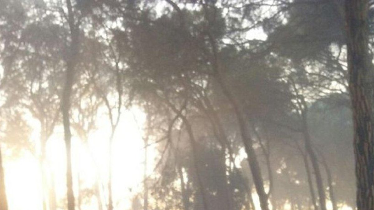 Un incendi crema vegetació a la zona del pinar del Mas de Mestres del Morell