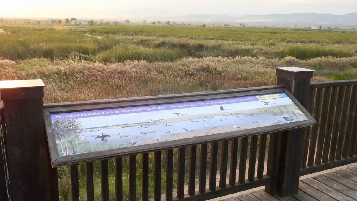 GEPEC-Ecologistes de Cataluña lamenta que Agricultura dé largas para no detener la caza en los filtros verdes del Delta